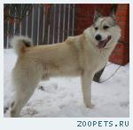 найден кобель лайка