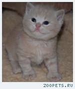 Шотландский котик 3000т.р.