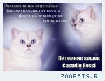 Котята синеглазой британской шиншиллы. Питомник Castello Rossi
