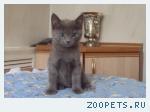 котенок на продажу