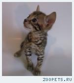 Бенгальские котята