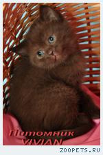 Британские шоколадные котята из питомника VIVIAN.