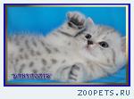 Британские котята из питомника Daryacats