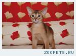 Абиссинские котята