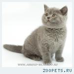 Британские мишутки - голубые британские котята.