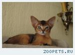 Абиссинские котята