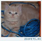Шотландский котик 2000т.р.