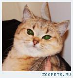 Британские золотые шиншиллы котята шоу-класса