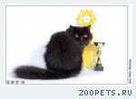 Персидский котик приглашает на вязку
