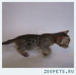 Бенгальские котята