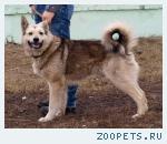 найдена собака лайка Люберцы