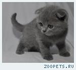 Британские  котята