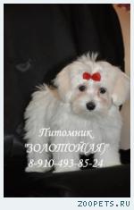 Мальтезе, Мальтийская болонка Щенки Мини и стандарт