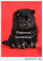 Щенки померанских шпицов редких окрасов