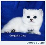 Британские серебристые шиншиллы шоу-класс