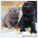 Британские КОШЕЧКИ голубого и черного окраса