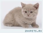Британский котик лилового окраса