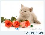 Лиловые британские котята.