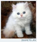Персидская кошечка колор поинт