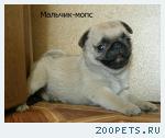 Щенки мопса