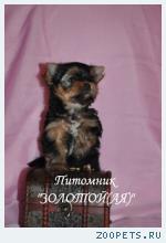 Йоркширский терьер Мини и Стандарт. Щенки Йоркширского терьера
