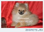 Померанский (немецкий) шпиц мини девочка