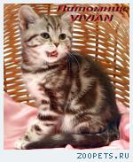 Британские мраморные котята из питомника VIVIAN.