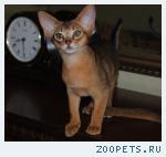 Абиссинские котята