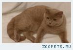 Британский котик лилового окраса