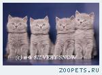 Купим британского котенка