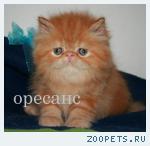 Персидский котик-рыжик