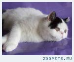 Котята - ЭКЗОТЫ