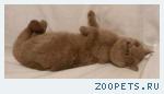 Британский котик лилового окраса