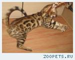 Бенгальские котята