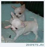  Мини-Чишки-малышки для  одобренных домов.