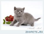 Британские мишутки - голубые британские котята.