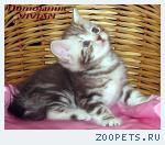 Британские мраморные котята из питомника VIVIAN.