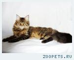 котята мейн кун