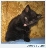 Британские КОШЕЧКИ голубого и черного окраса