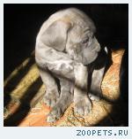 кане корсо щенки