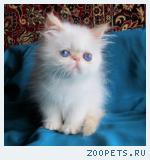 Персидская кошечка колор поинт