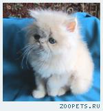 Персидский котик-кремовый