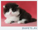 Породистые персидские и экзотические котята.