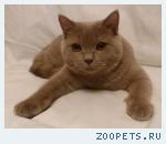 Британский котик лилового окраса