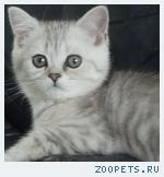 Продаю британских котят