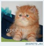 Продаются клубные персидские котята