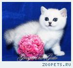 Британские серебристые шиншиллы шоу-класс