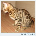 Бенгальские котята