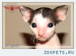 Котята корниш-рекс – выбор настоящих эстетов!