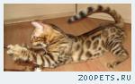 Бенгальские котята